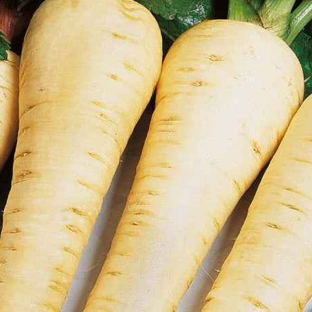 Pastinaak 'Gladiator' - Bakker