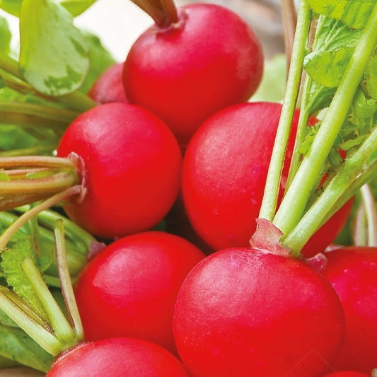 Radijs rond Raxe Bio - Bakker