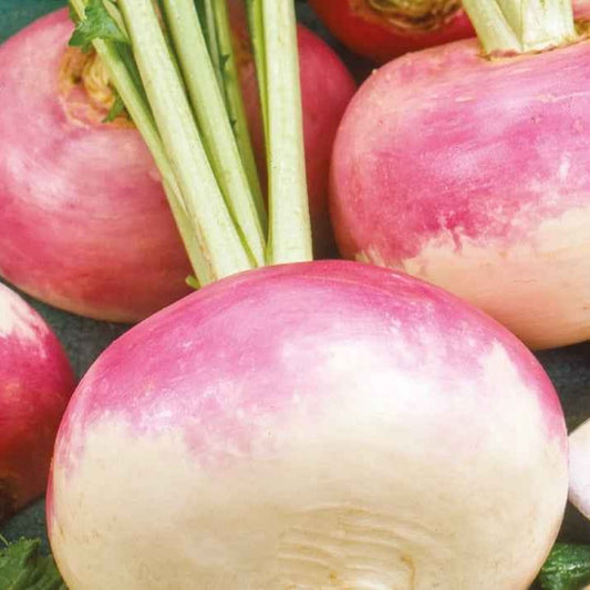 Raap 'Milan' - BIO - Bakker