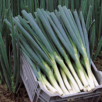 Grof bieslook 'Ishikura Long White' - Bakker