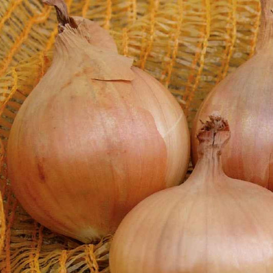 Gele ui 'Sturon' - BIO - Bakker