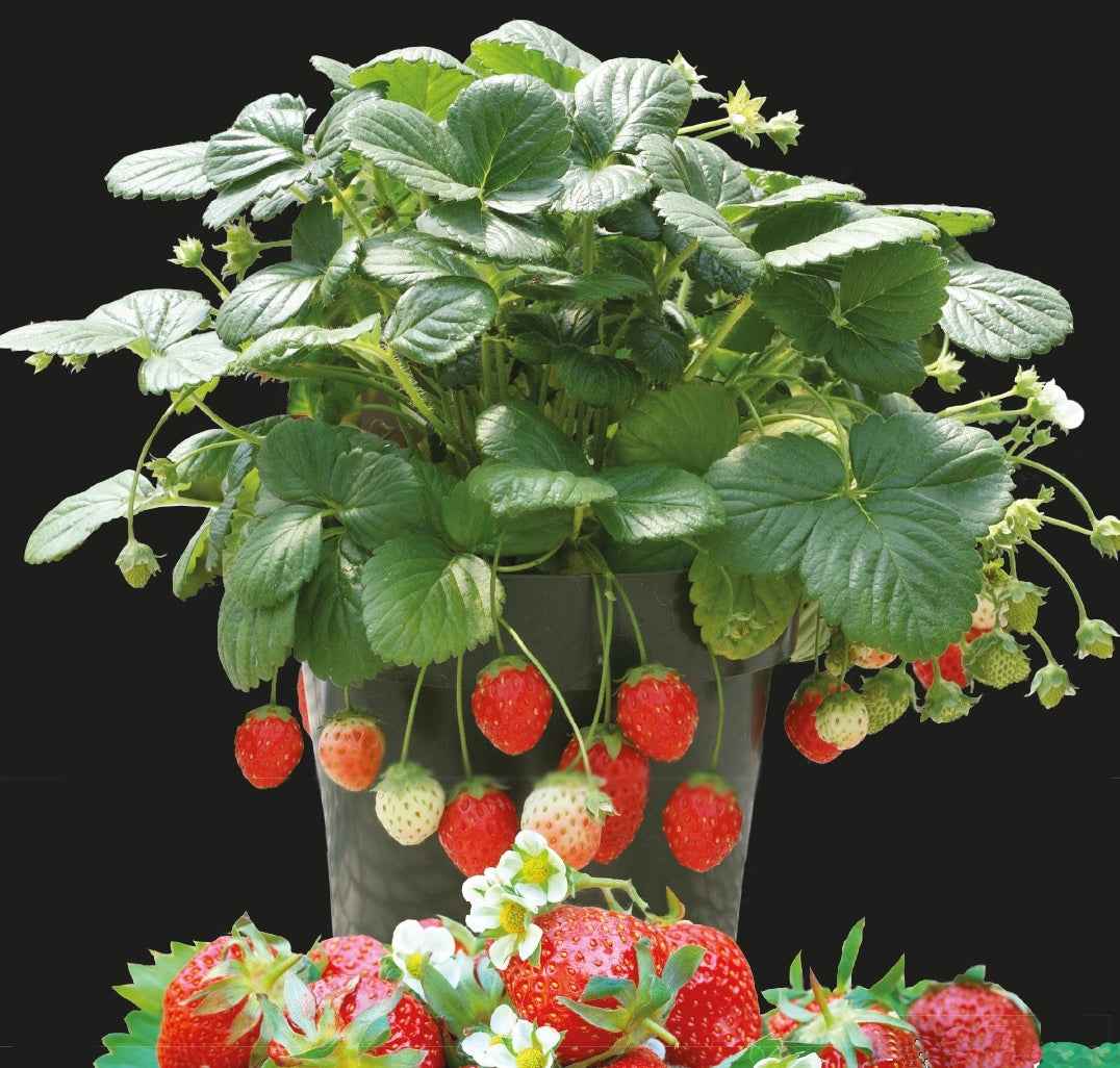 Aardbei 'Temptation' - Fragaria x ananassa - Moestuin