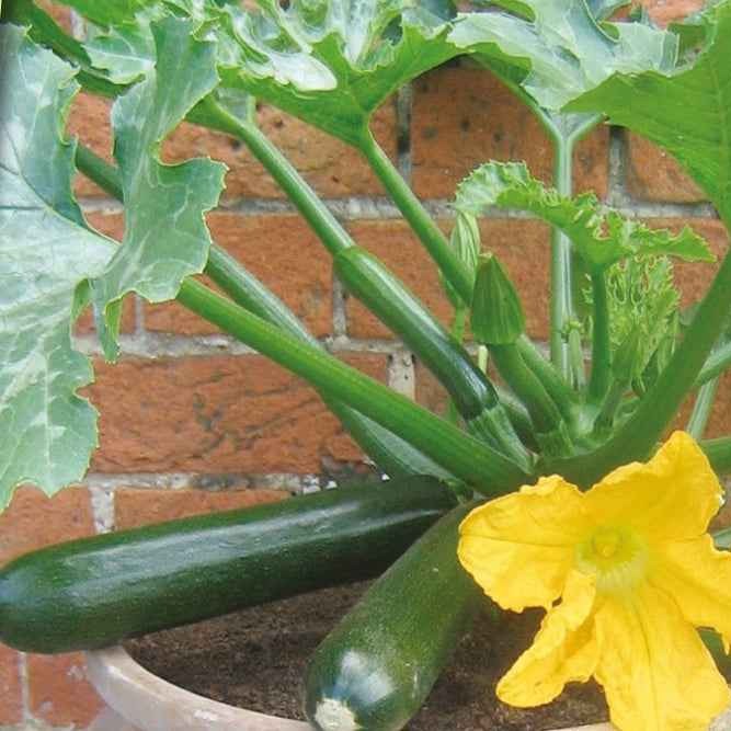 Courgette 'Patio Star F1' - Cucurbita pepo patio star f1 - Moestuin