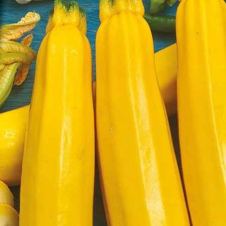 Courgettezaden - Courgette 'Soleil F1' - Cucurbita pepo soleil f1