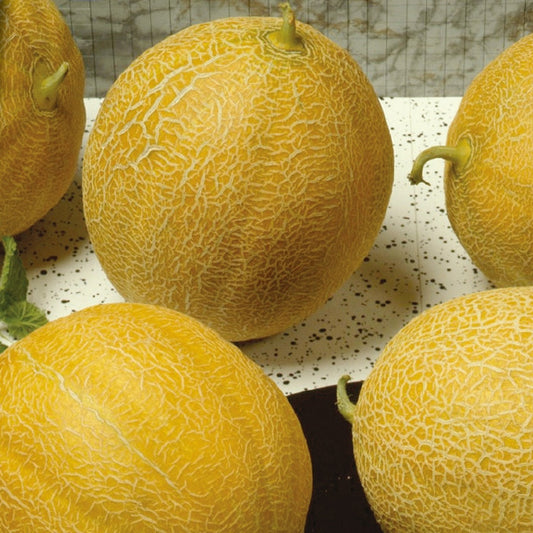 Meloen Outdoor Wonder F - Bakker