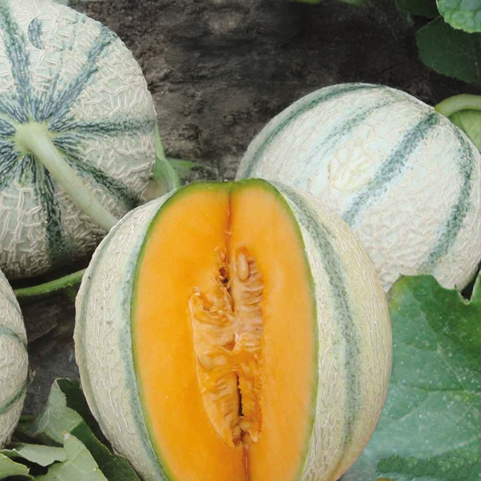 Zaden Cantaloupe meloen 'Artemi's F1' - Cucumis melo artemi's f1