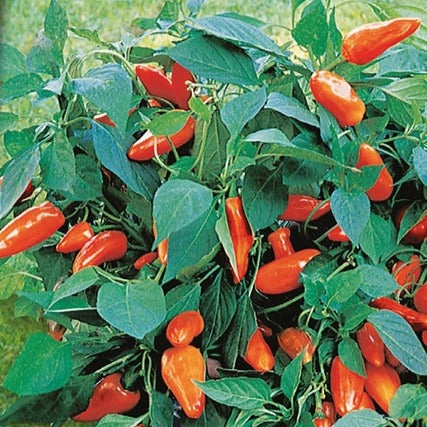 Potpaprika Tangerine Dream F - Capsicum annuum tangerine dream f1 - Moestuin