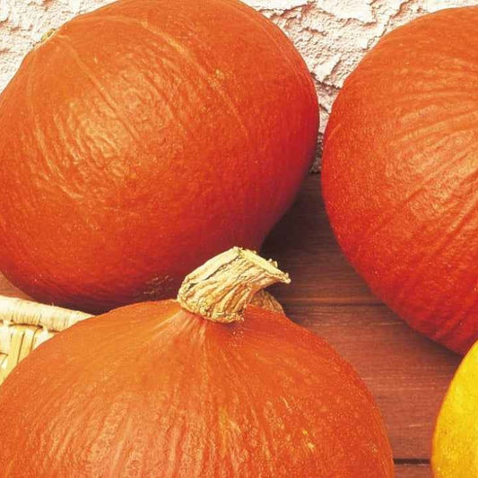 Pompoen 'Uchiki Kuri' - BIO - Cucurbita maxima uchiki kuri - Moestuin