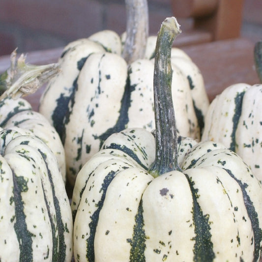 Pompoen Sweet Dumpling Bio - Cucurbita maxima sweet dumpling - Moestuin