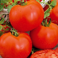 Tomaat Bonset F - Solanum lycopersicum bonset f1 - Bakker