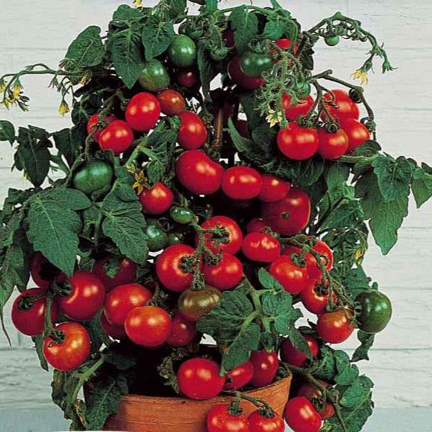 Cherrytomaat 'Minibel' - Lycopersicon lycopersicum minibel - Moestuin