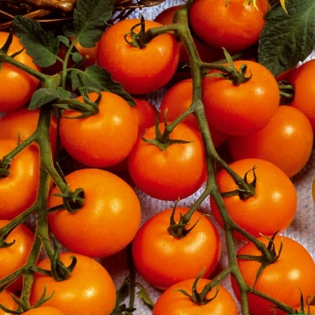 Tomaat Sungold F - Bakker