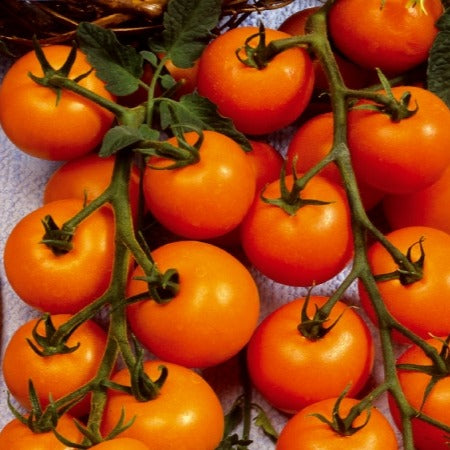 Collectie cherry tomaten - Collection tomates cerises - Moestuin