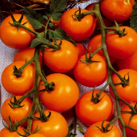 Collection tomates cerises - Collectie cherry tomaten - Tomatenzaden