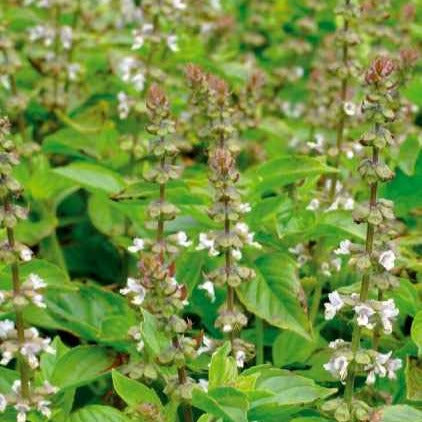 Basilicum - Citroenbasilicum - Ocimum citridorum