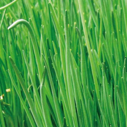 Bieslook 'Staro' - BIO - Bakker