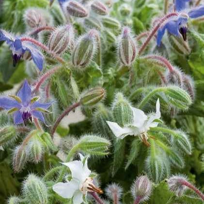 Bernagie - blauw + wit - Borago officinalis - Moestuin