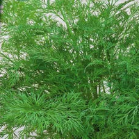 Dille 'Bouquet Compatto' - Bakker