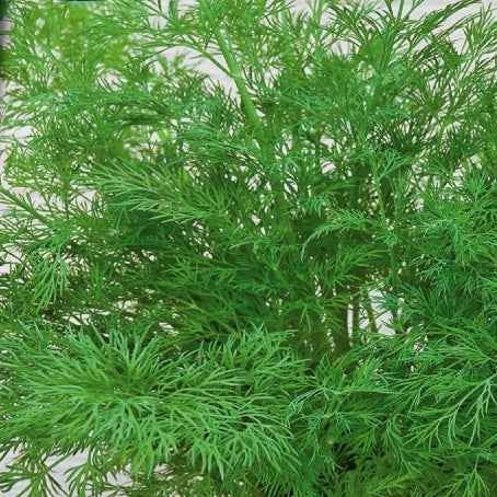 Dille 'Bouquet Compatto' - Bakker