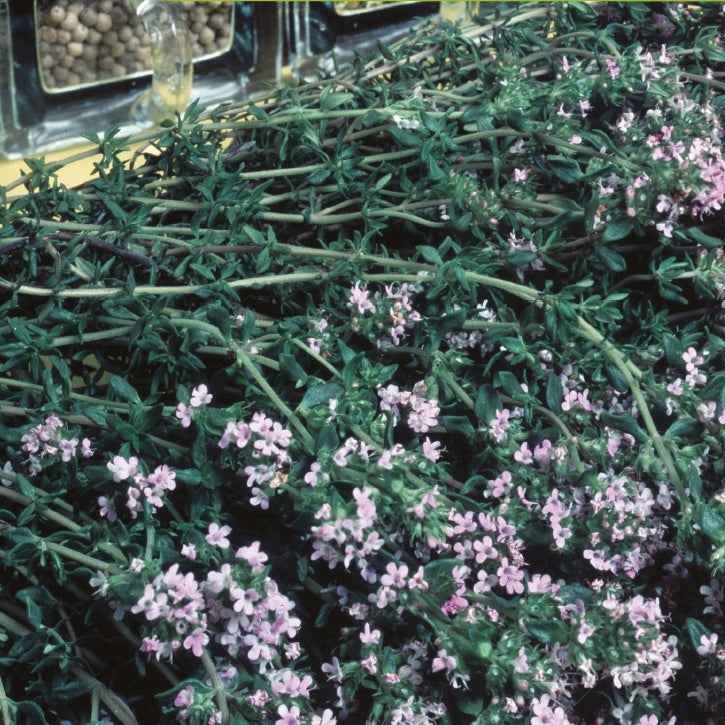 Echte tijm - BIO - Thymus vulgaris - Bakker