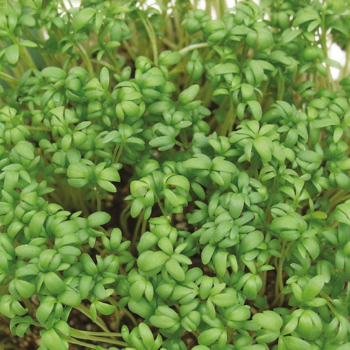 Lepidium sativum - Tuinkers Cresso Bio - Slazaden