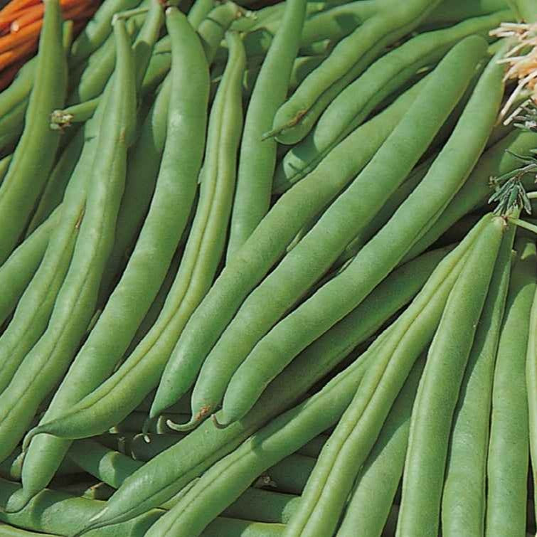 Sperzieboon 'Speedy' - BIO - Bakker