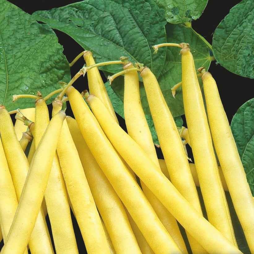 Phaseolus vulgaris orinoco wax - Boterboon 'Orinoco Wax' - Bonenzaden
