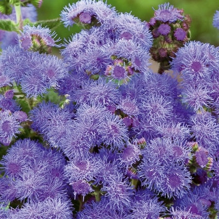 Ageratum Blue Mink - Bakker