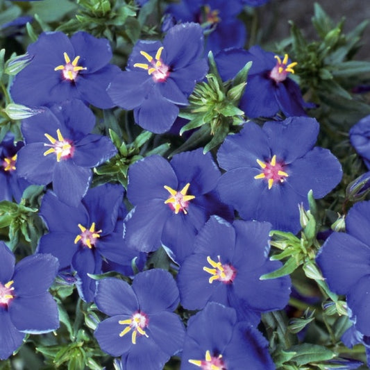 Anagallis monelli -  Blue Noon - Bakker