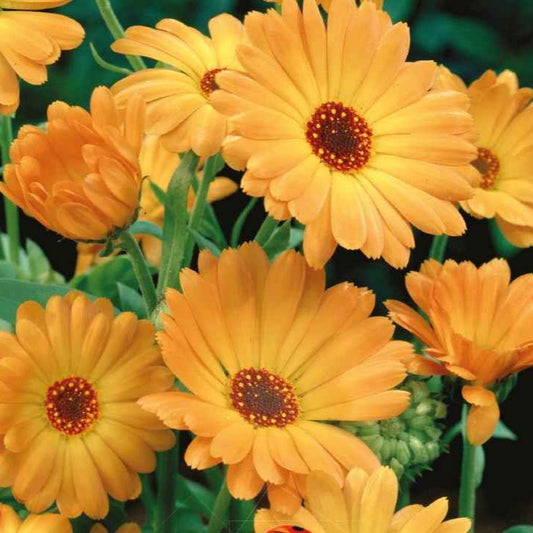 Goudsbloem 'Grand Nova' - BIO - Bakker