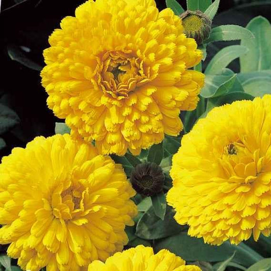 Goudsbloem 'Golden Yellow' - Bakker