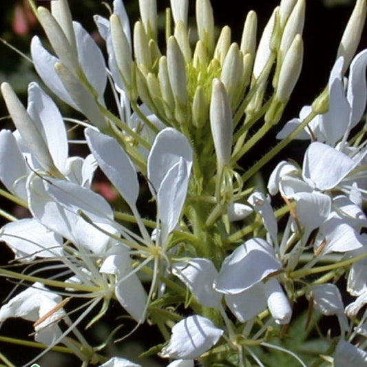 Kattensnor Cleome White Queen - Cleome spinosa white queen - Moestuin