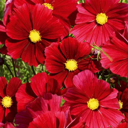 Grootbloemige cosmea - Bakker