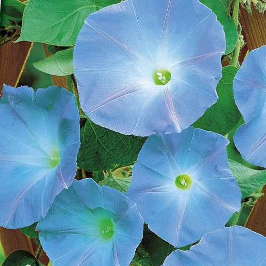 Grootbloemige klimmende winde 'Heavenly Blue' - Ipomoea tricolor heavenly blue - Moestuin