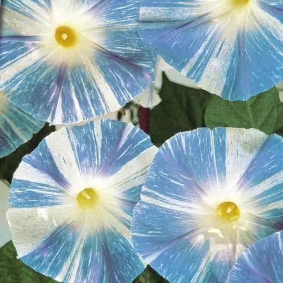 Grootbloemige klimmende winde 'Flying Saucer' - Ipomoea tricolor flying saucer - Bakker