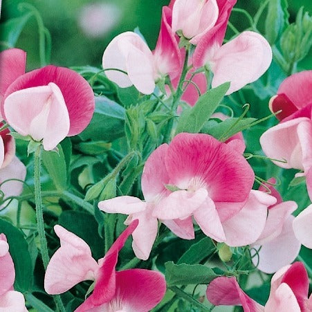 Lathyrus Reukerwt Painted lady - Bakker