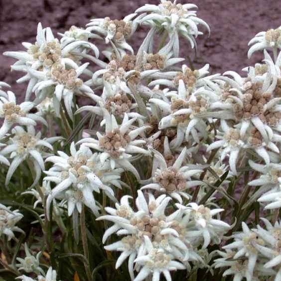 Bloemzaden voor perken en borders - Meerjarige edelweiss - Leontopodium alpinum