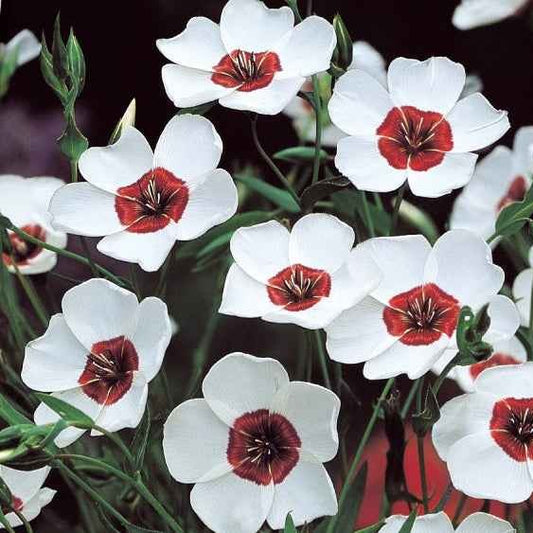 Rood vlas 'Bright Eyes' - Linum grandiflorum bright eyes - Moestuin