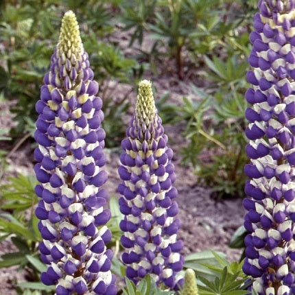 Lupinus Russell Hybrids The Governor - Bakker