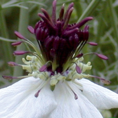 Juffertje in 't Groen Nigella African Bride - Bakker