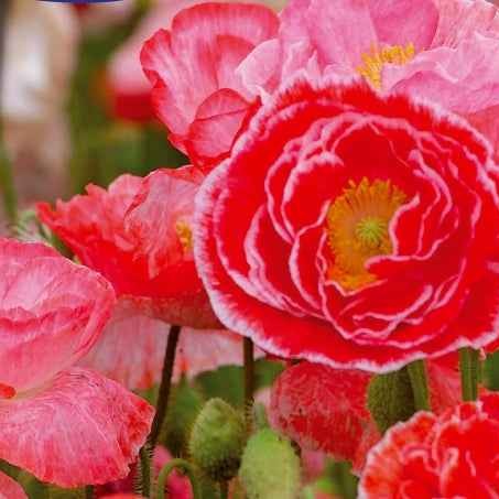 Grote klaproos 'Falling in Love' - Bakker