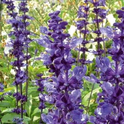 Meelsalie 'Blue Plus' - Salvia farinacea blue plus - Moestuin