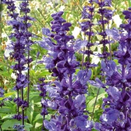 Meelsalie 'Blue Plus' - Bakker