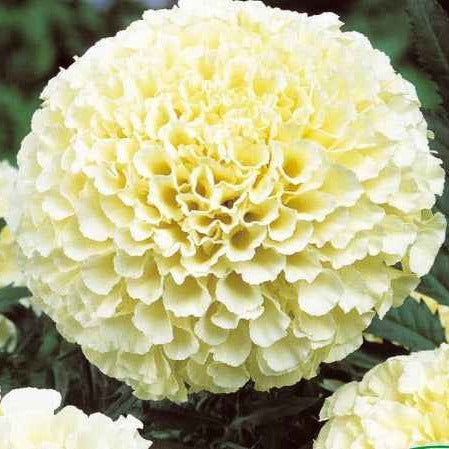 Afrikaantje 'Eskimo F1' - Bakker