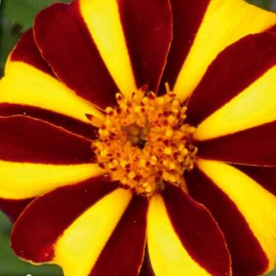 Goudsbloem 'Mr. Majestic' - Tagetes patula nana mr. majestic - Moestuin