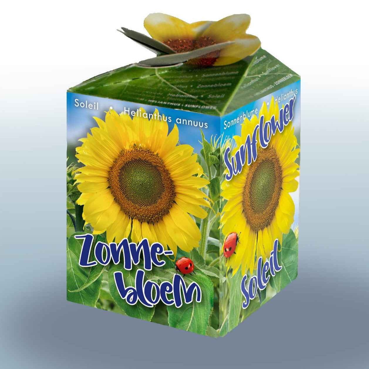 Zonnebloem Kit - Helianthus annuus - Moestuin