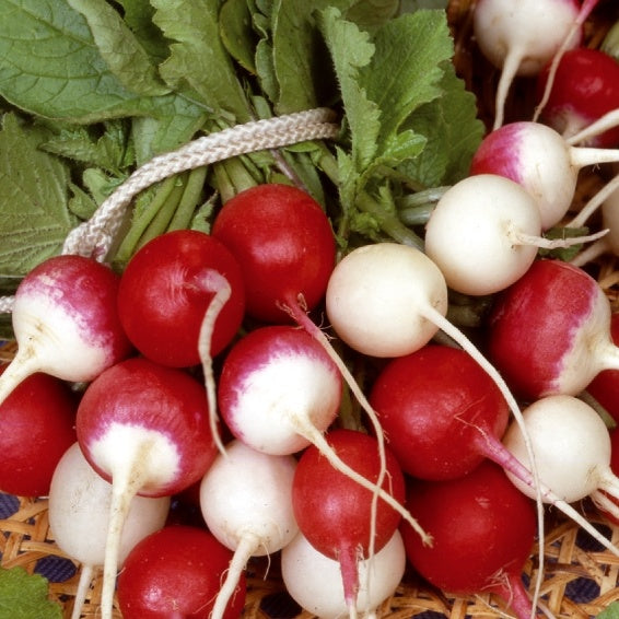 Radijs ronde soorten gemengd - Bakker