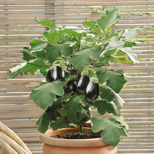 Aubergine pot Patio Baby F - Bakker