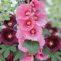 Stokroos Mix 'Antwerp' - Bakker