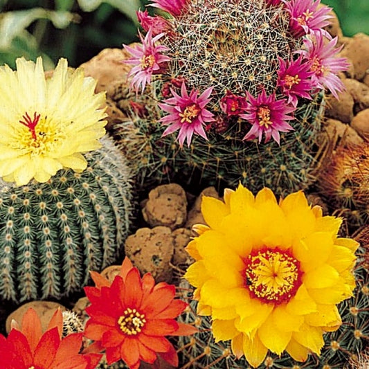 Cactus mix - Cacti species - Moestuin